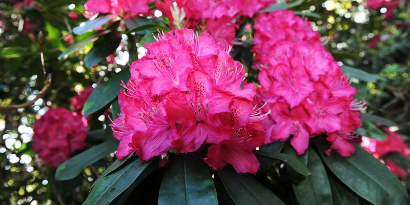 Rhododendrons