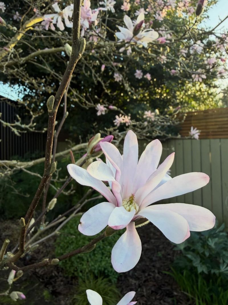 Magnolias (Early Blooming Types)