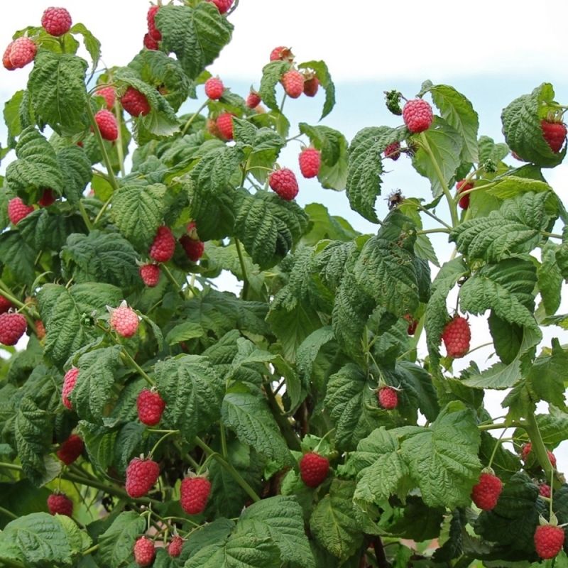Raspberries Offer Summer Harvests