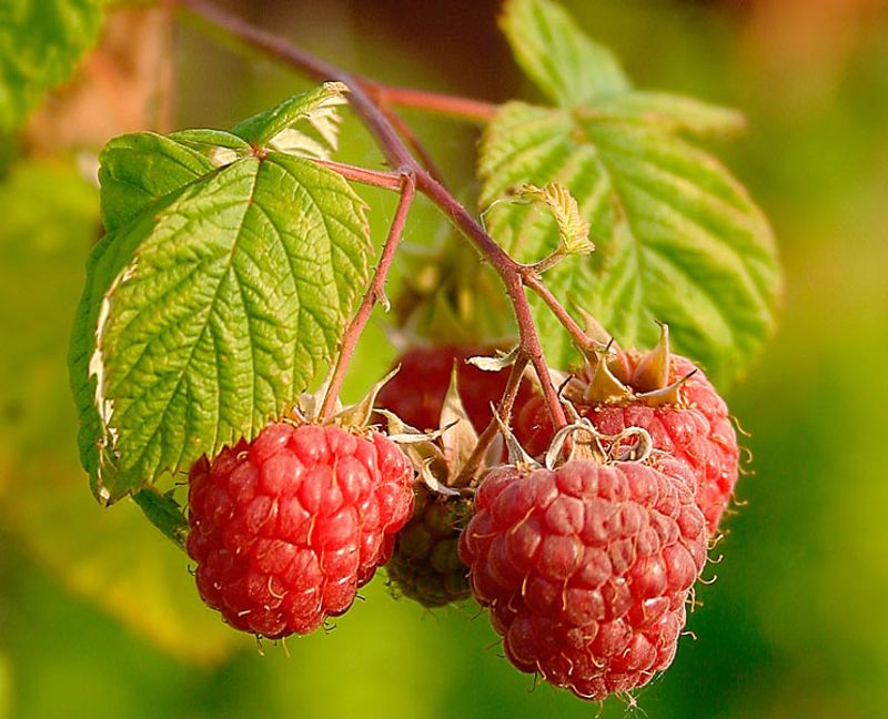 Raspberries Offer Juicy Berries And Early Summer Color