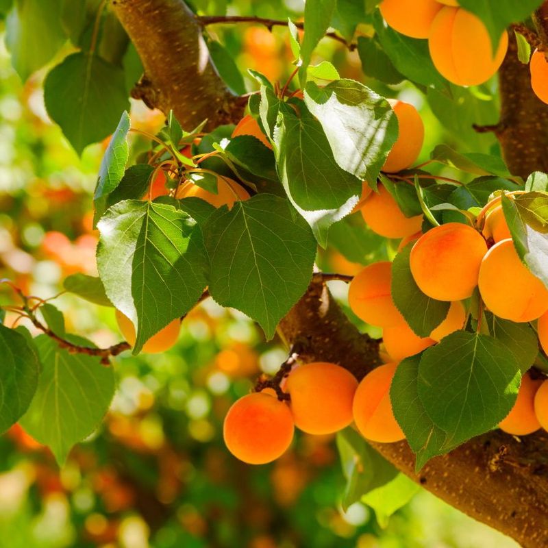Apricot Trees
