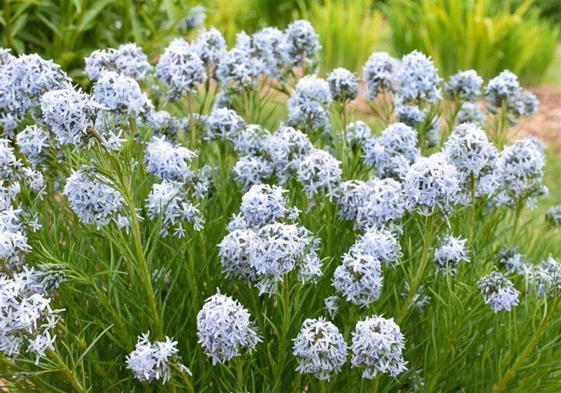 Soft Blue Flowers Appear In Mid To Late Spring