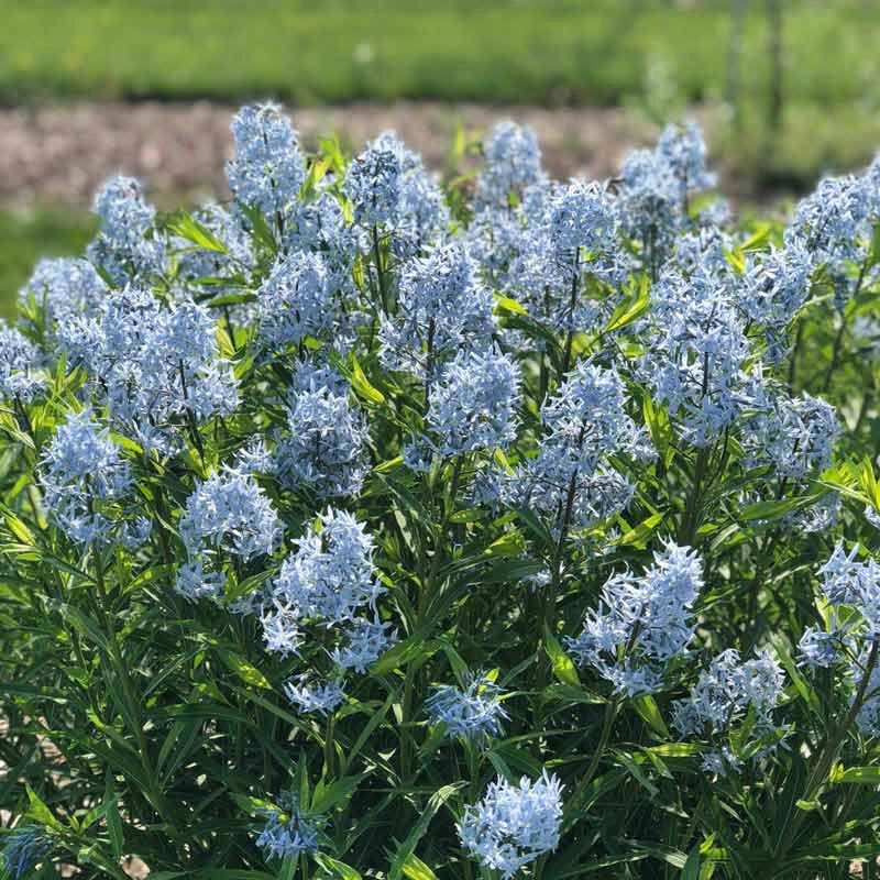 When Bluestars Bloom And How They Grow In Michigan Yards