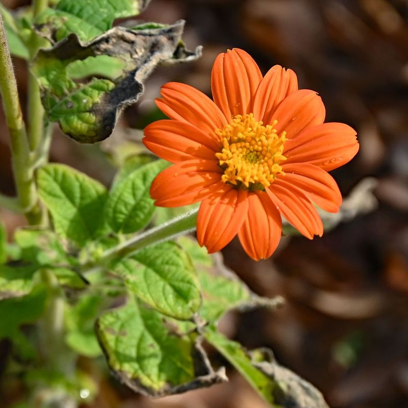 Mexican Sunflower With Tall, Vibrant Heads