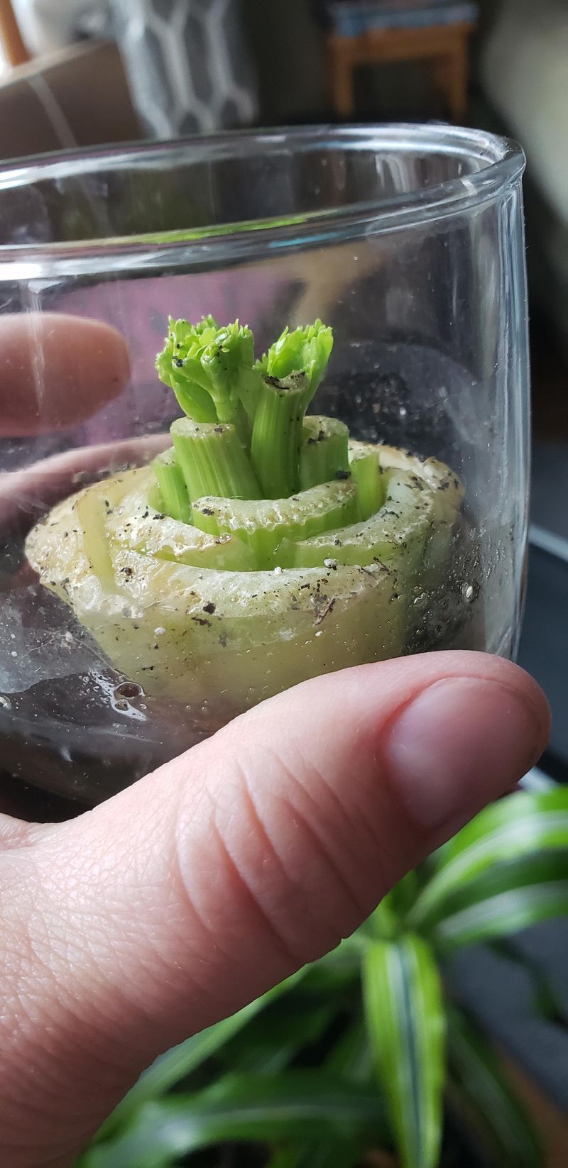 Celery That Keeps On Giving