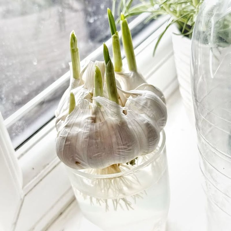Garlic Cloves Sprout Green Shoots On A Sunny Windowsill