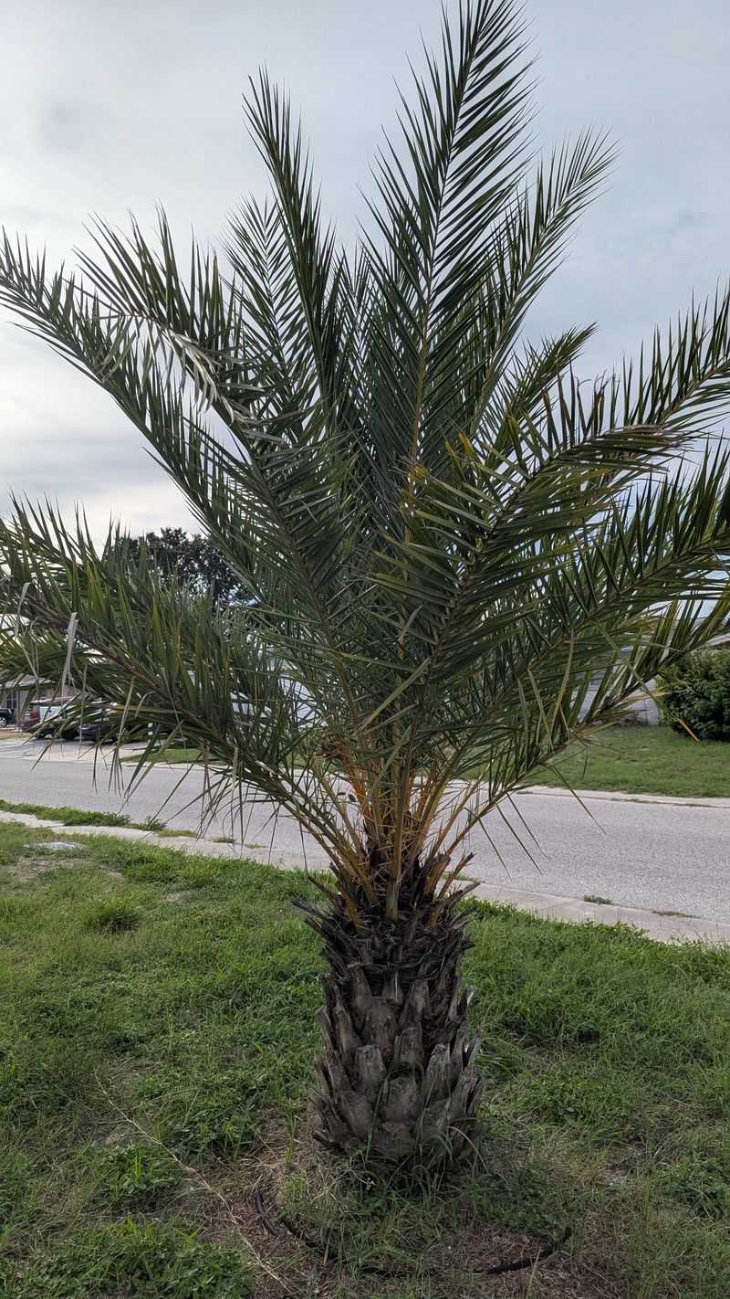 Feed Palms With A Proper Palm Fertilizer