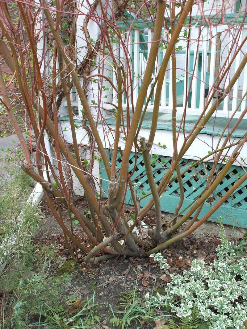 Red Osier Dogwood Shows Its Best Color