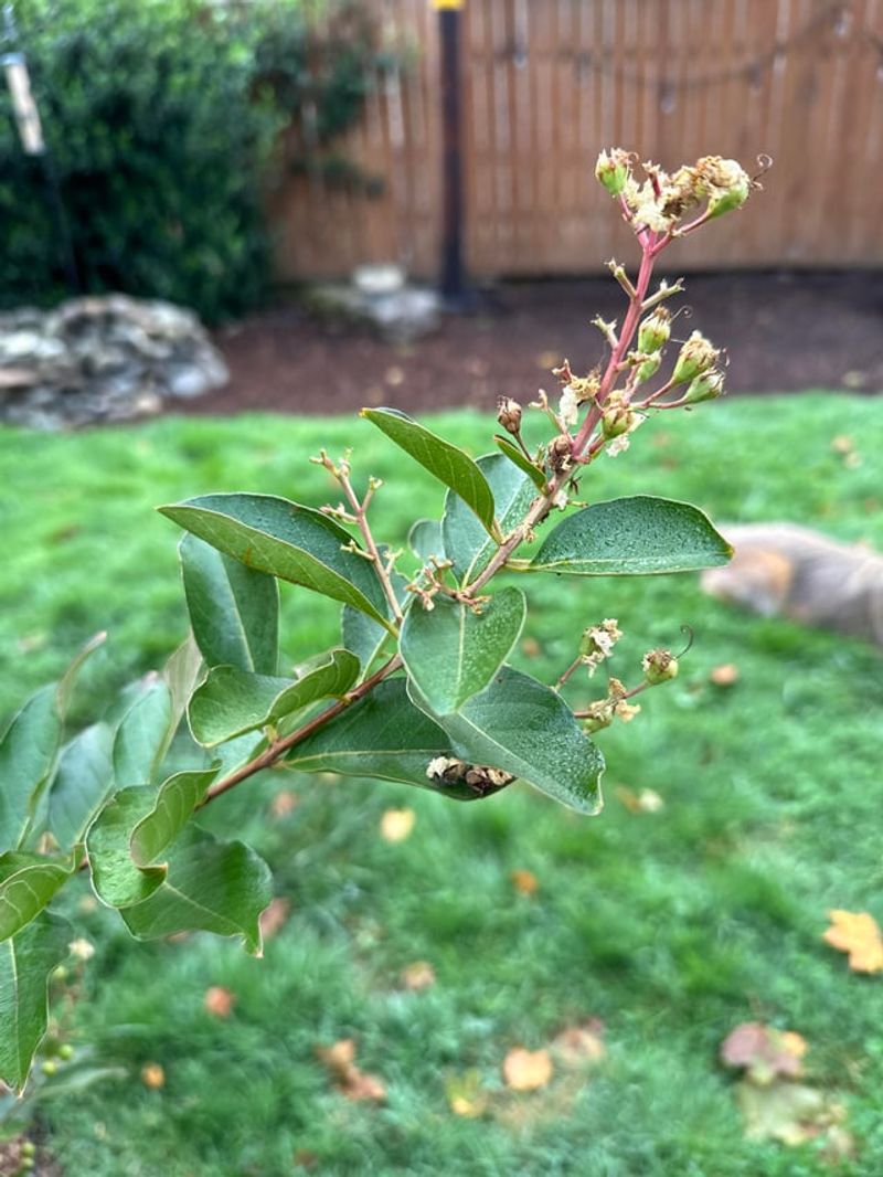 Finish Pruning Before Spring Growth Starts