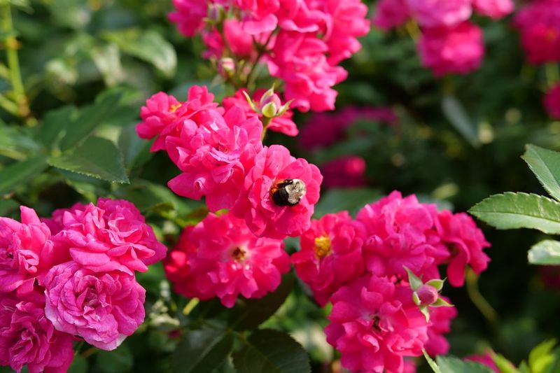 Attracts Pollinators To Your Garden