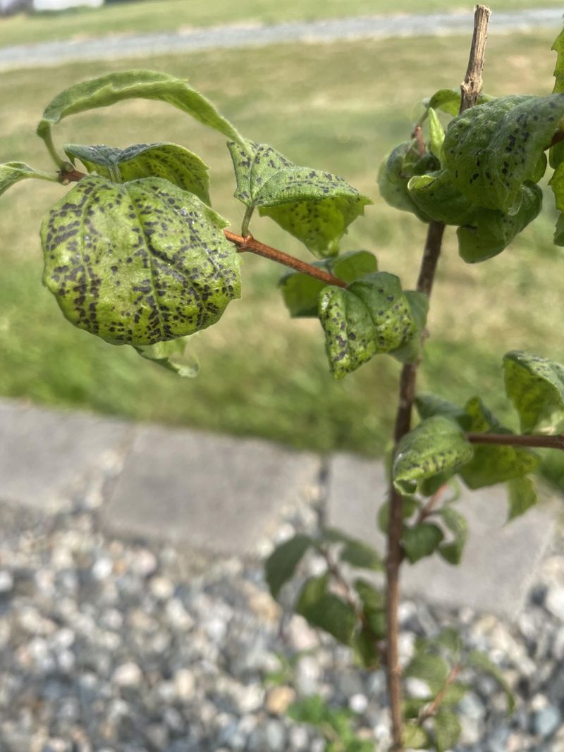 Prevents Fungal Issues