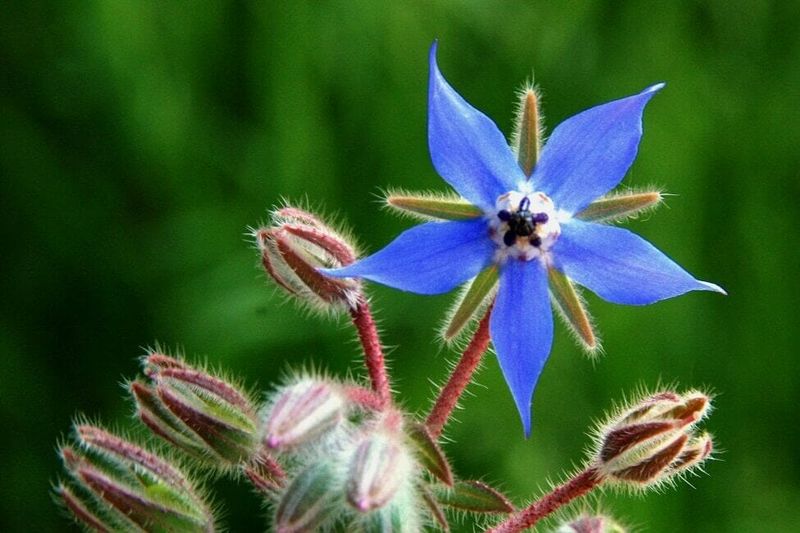 The Blue Star-Shaped Flowers Are Genuinely Eye-Catching