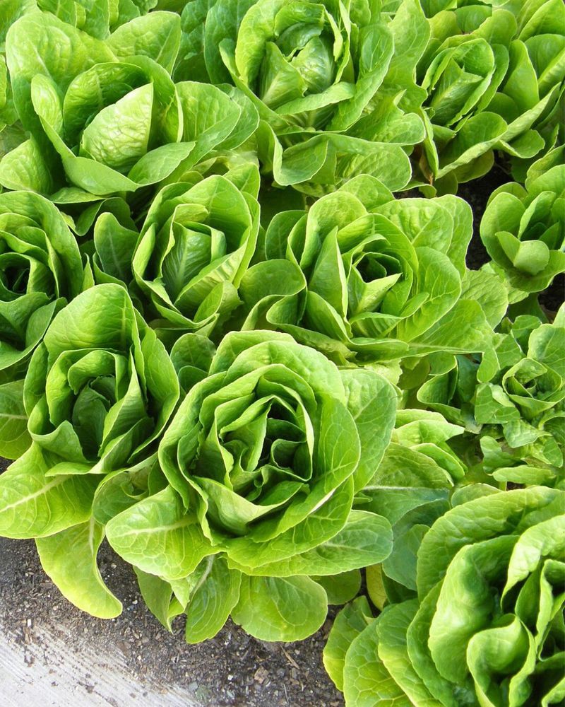 Lettuce That Grows Well In Tomato Shade