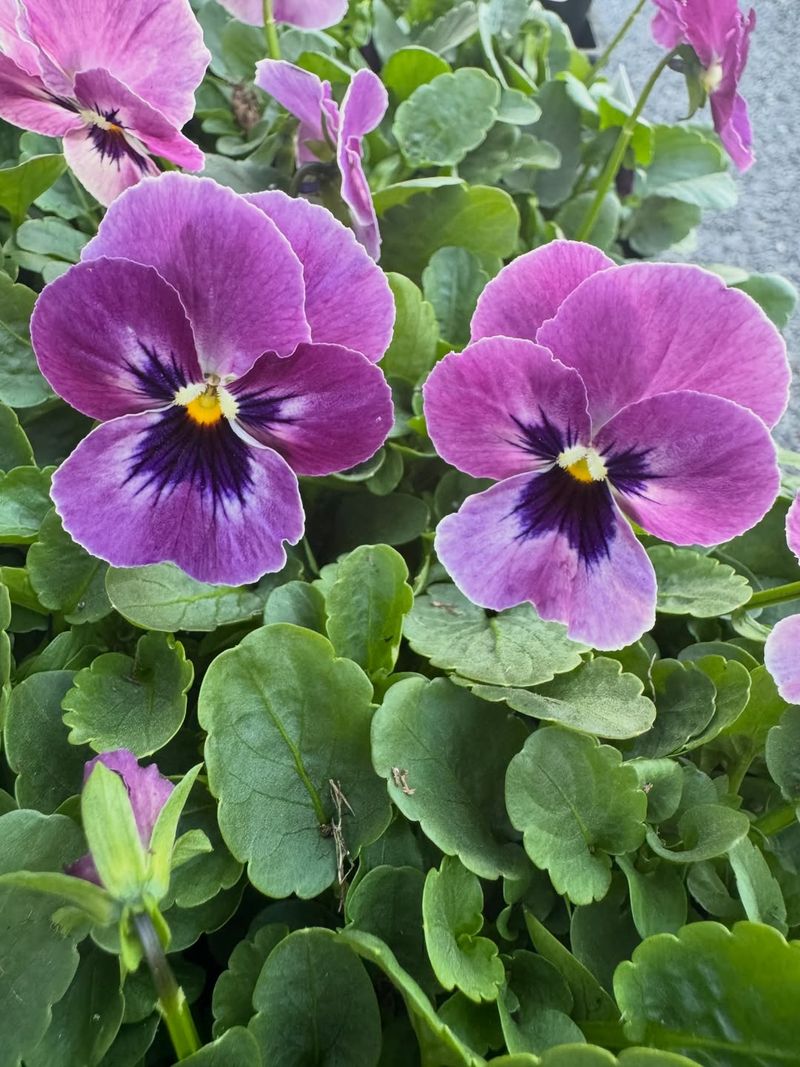Viola With Light Sweet Taste