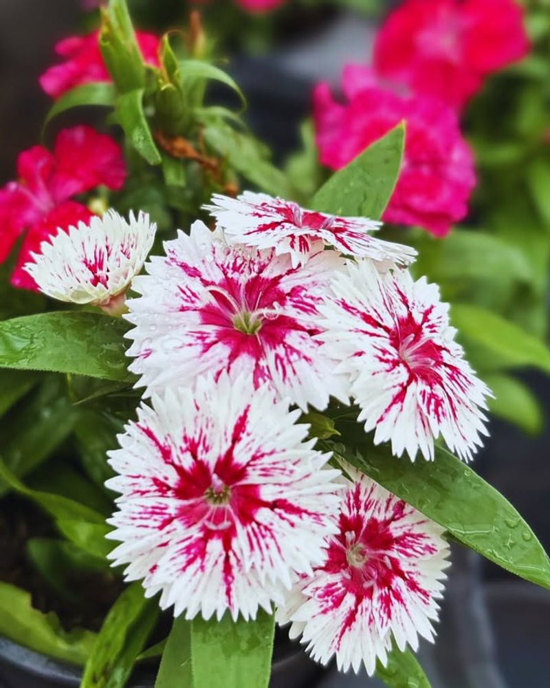Dianthus (Annual Types)
