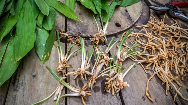Cast Iron Plant Spreads Slowly Through Thick Rhizomes