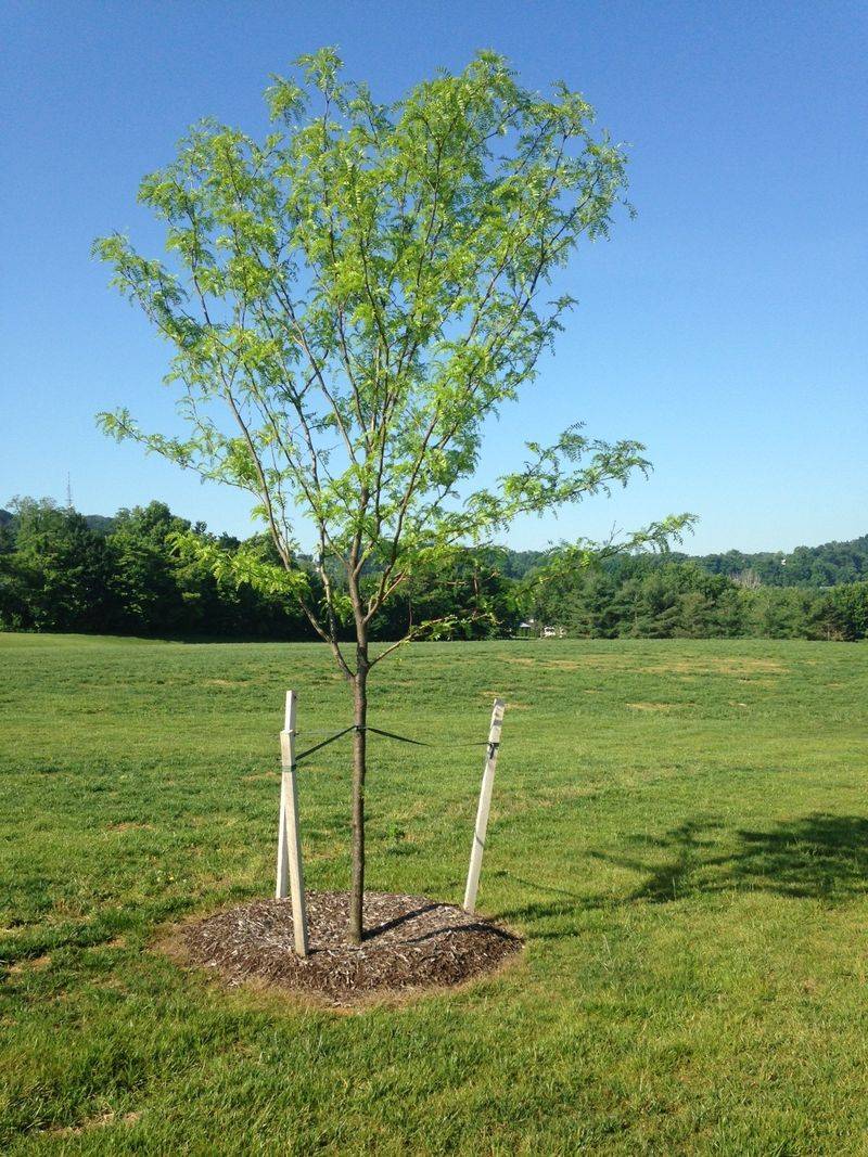 Newly Planted Trees And Shrubs Need Extra Help Before Extreme Heat