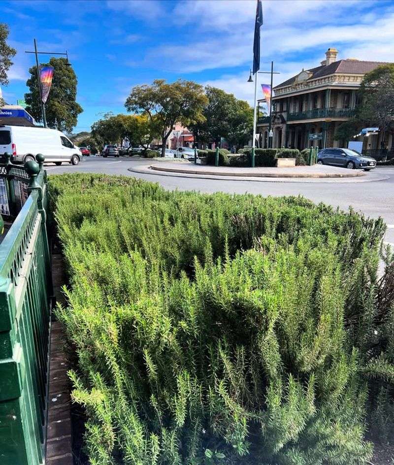 Rosemary (Used As A Shrub)
