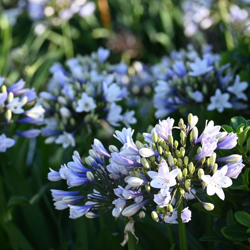 Agapanthus