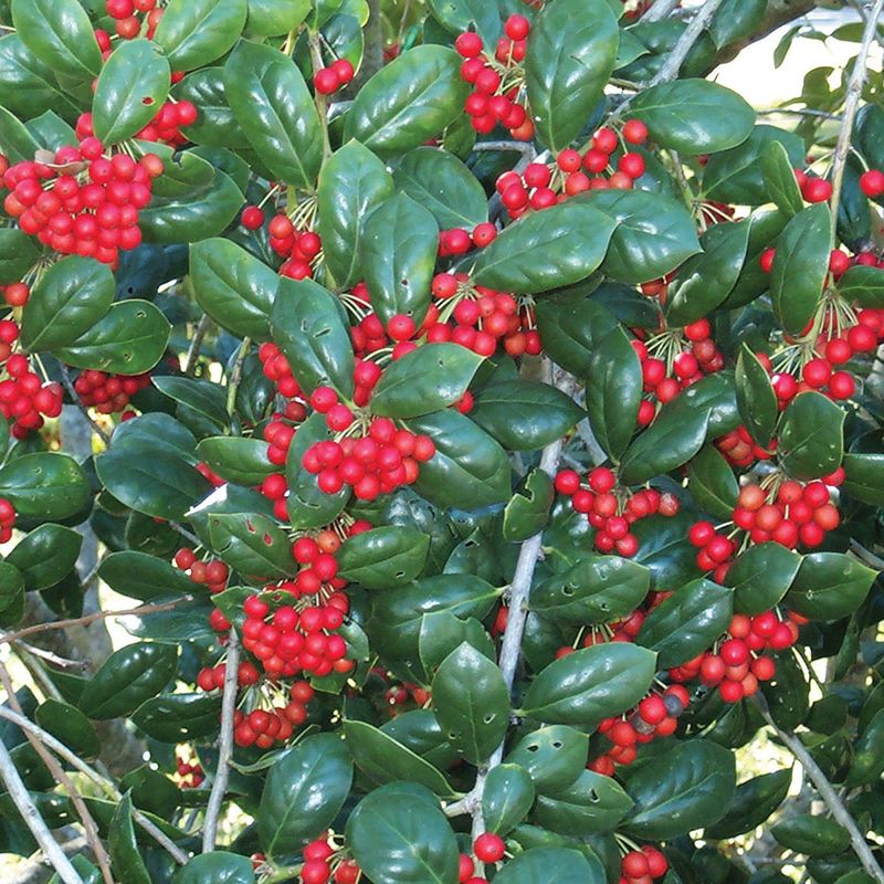 Dwarf Burford Holly (Ilex Cornuta 'Burfordii Nana')