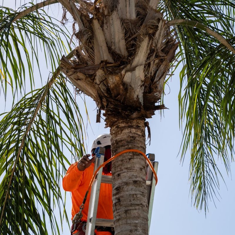Queen Palm Creates The Kind Of Mess Florida Homeowners Learn To Respect