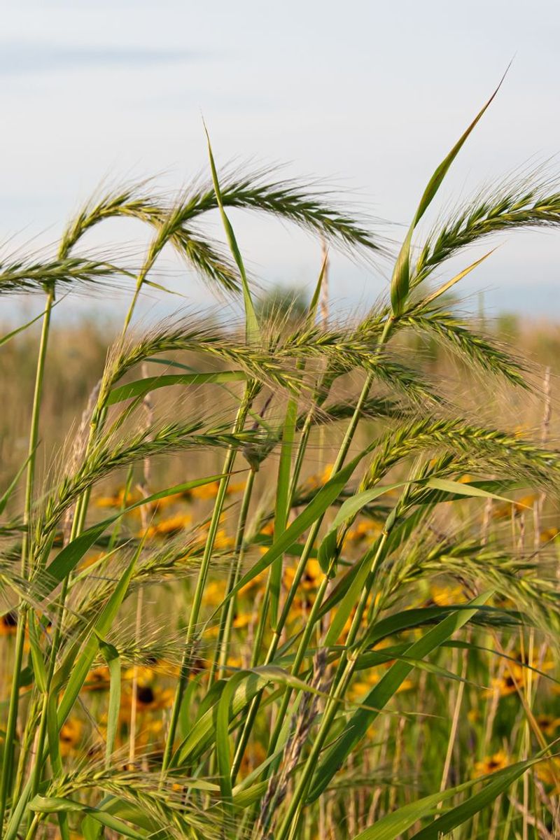 Virginia Wild Rye Provides Food And Shelter For Birds