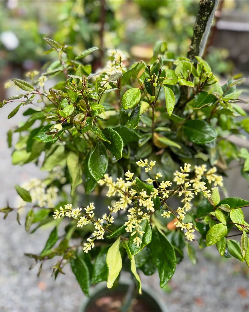 Waxleaf Ligustrum Forms A Dense And Easy To Shape Hedge