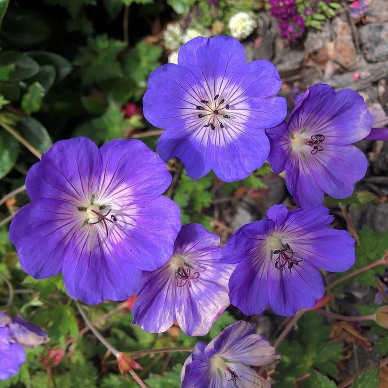Rozanne Geranium