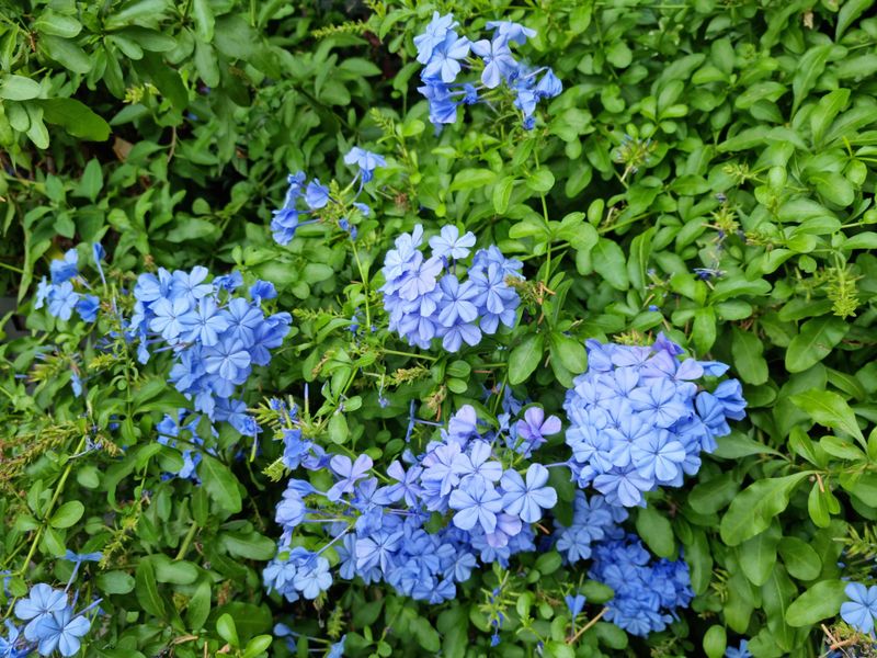 Plumbago