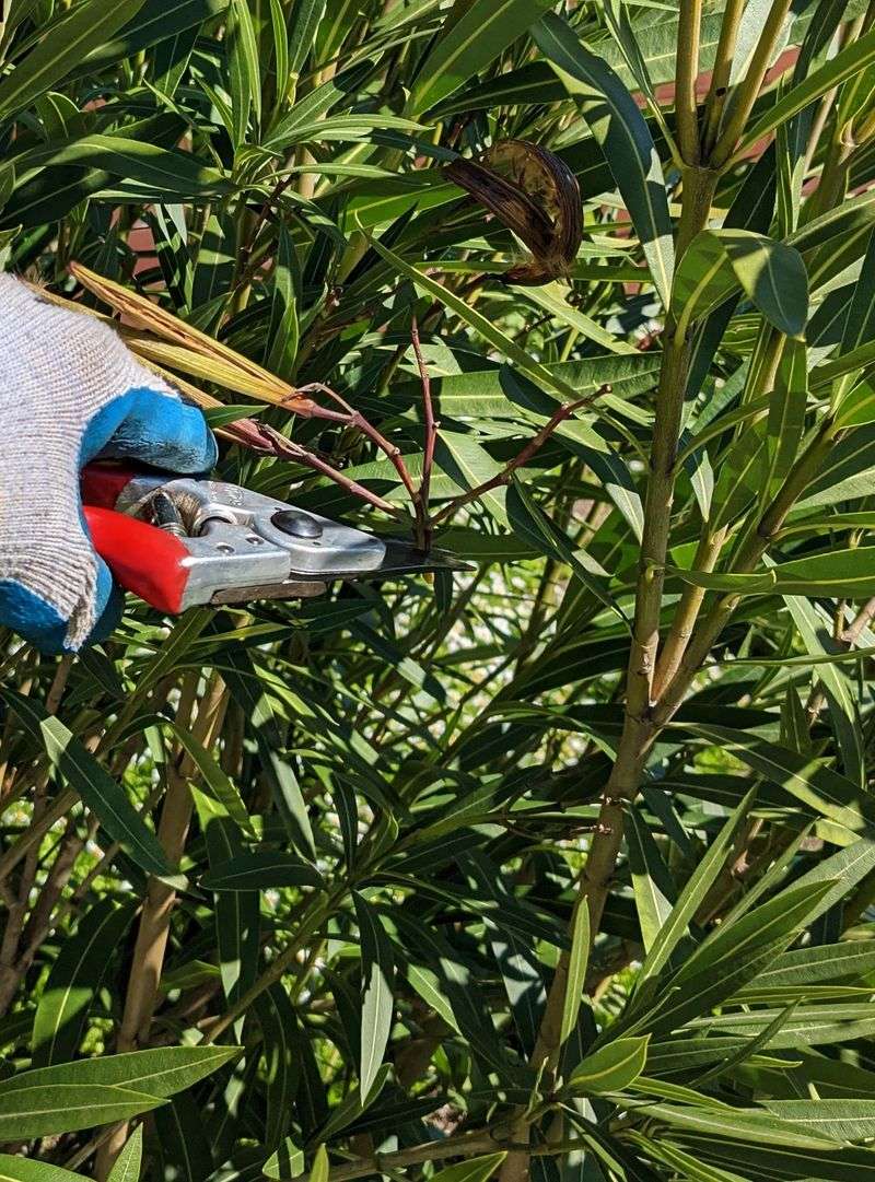 Oleander Grows Fuller With Careful March Pruning