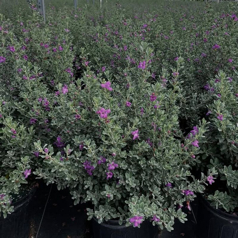 Texas Sage Standing Tall And Bold