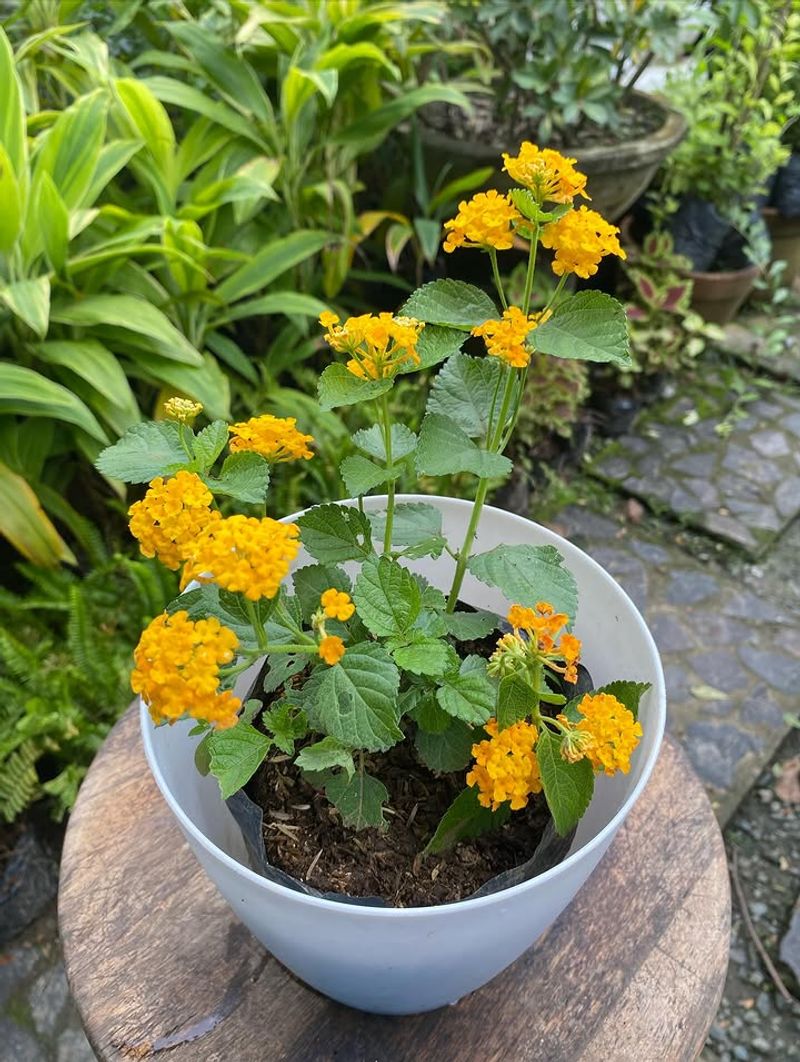 Lantana Attracts Pollinators While Withstanding Heat With Ease