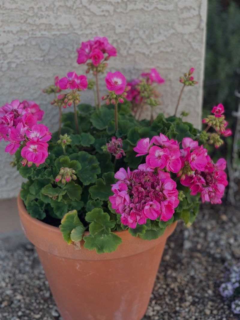 Geraniums Grow Well In Containers During Milder Heat
