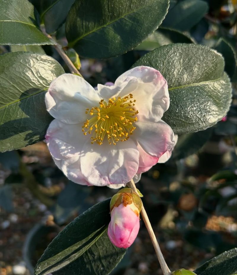 Camellia