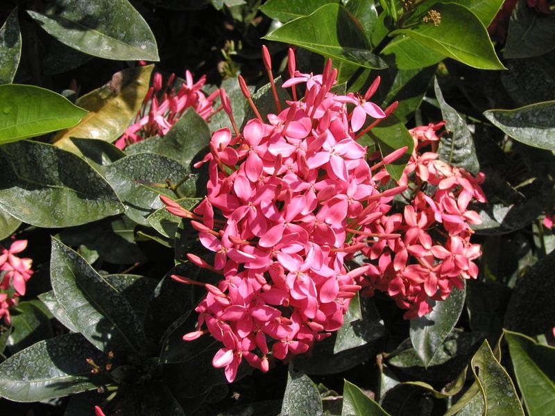 Ixora Handles Humidity While Providing Long-Lasting Blooms