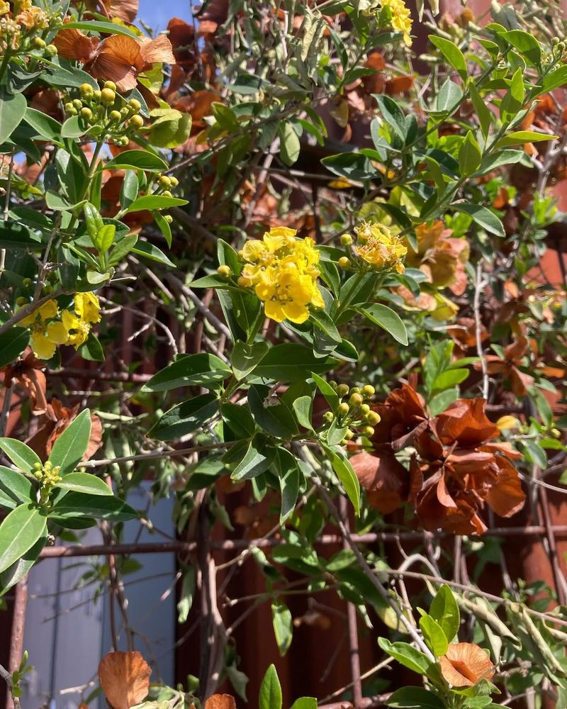 Yellow Orchid Vine Spreads Fast On Supports