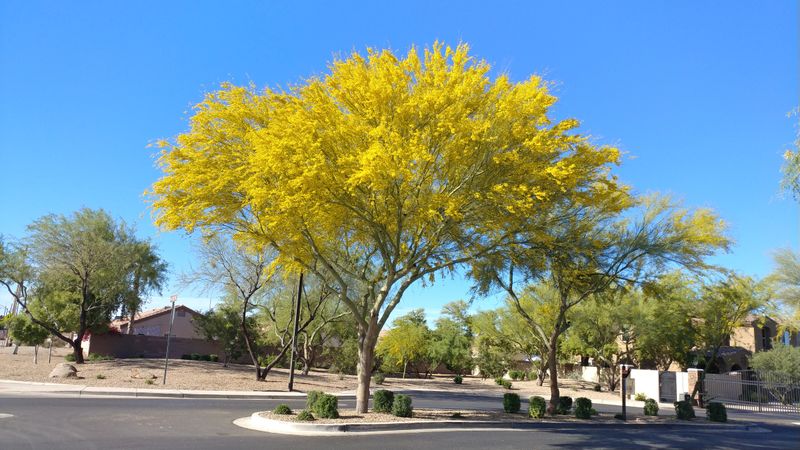 Palo Verde Should Not Be Pruned In Early Spring