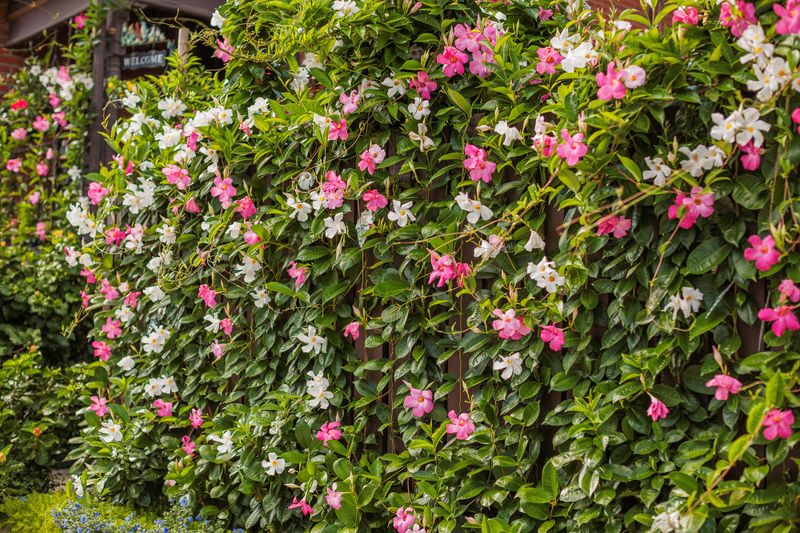 Mandevilla Brings Tropical Color And Fast Coverage