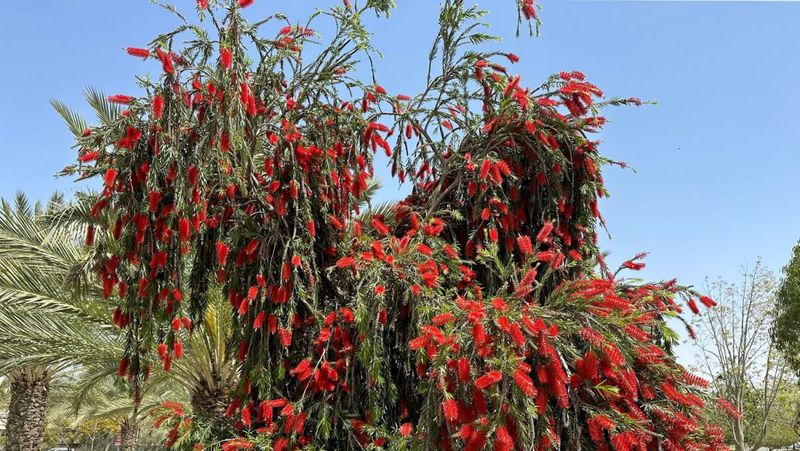 Bottlebrush Can Leave Patios And Walkways Looking Littered