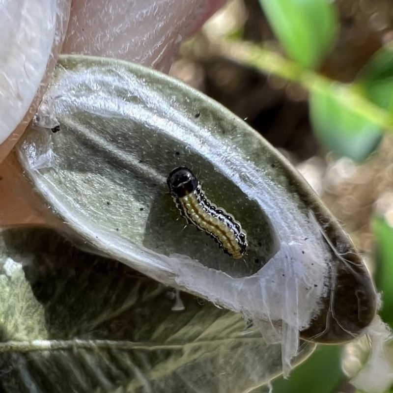 Look For Caterpillars Hiding Deep Inside Your Shrubs