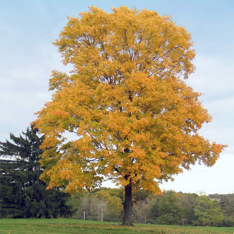 Silver Maple Drops Limbs And Lifts Sidewalks