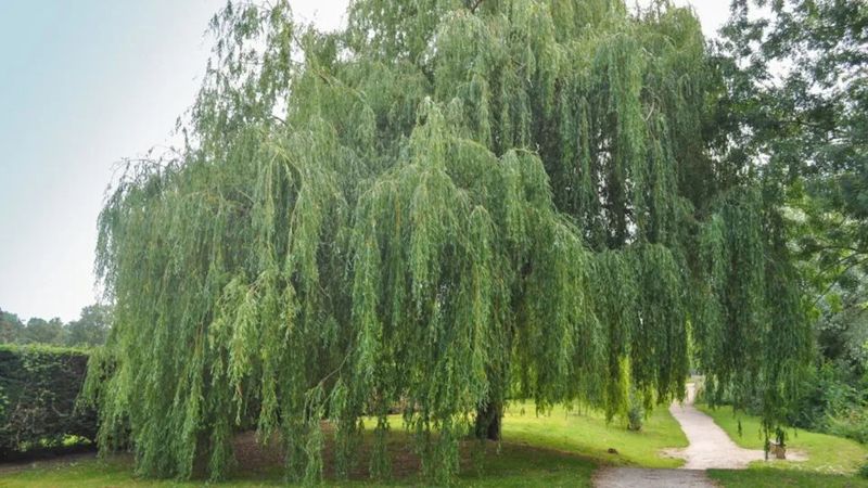Willows