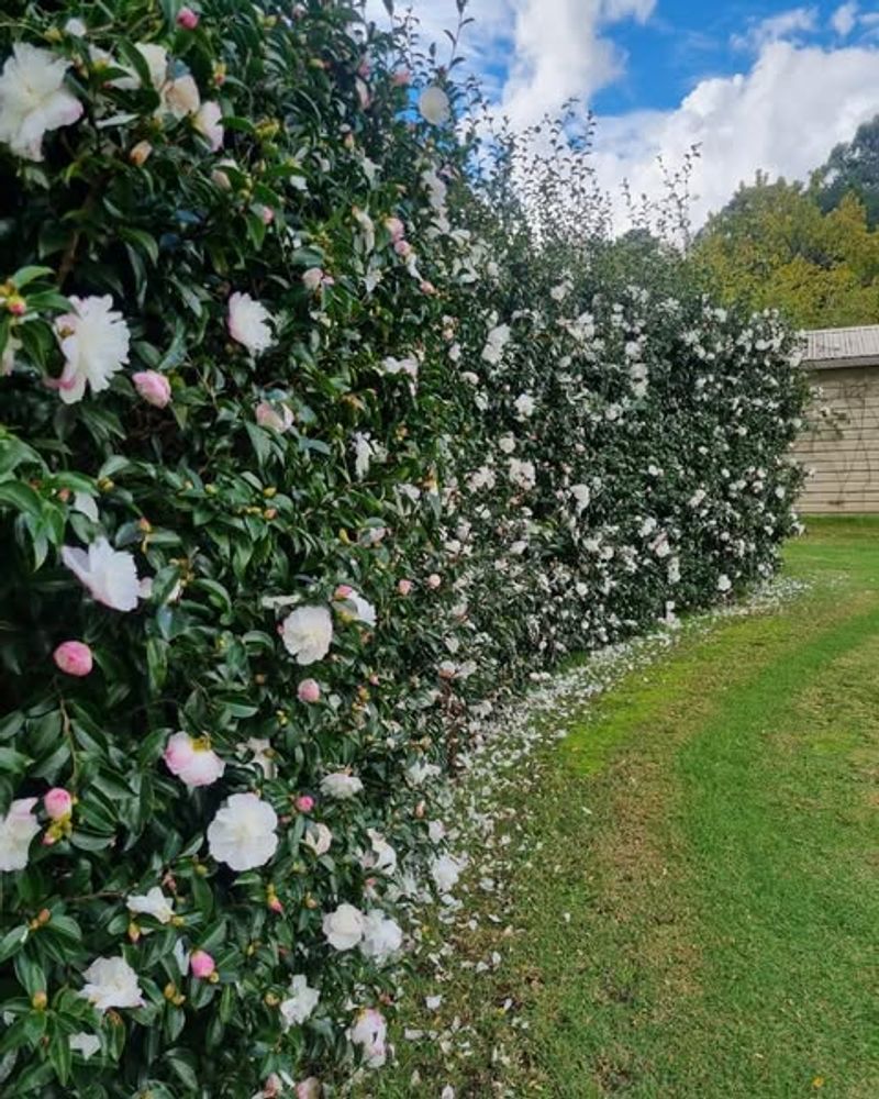 Camellia (Evergreen Varieties)