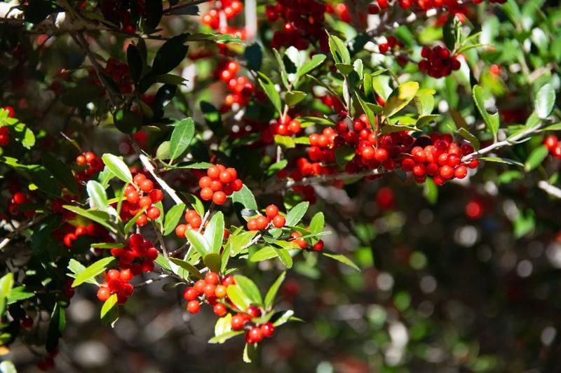 Yaupon Holly