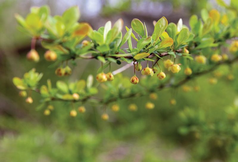 Japanese Barberry