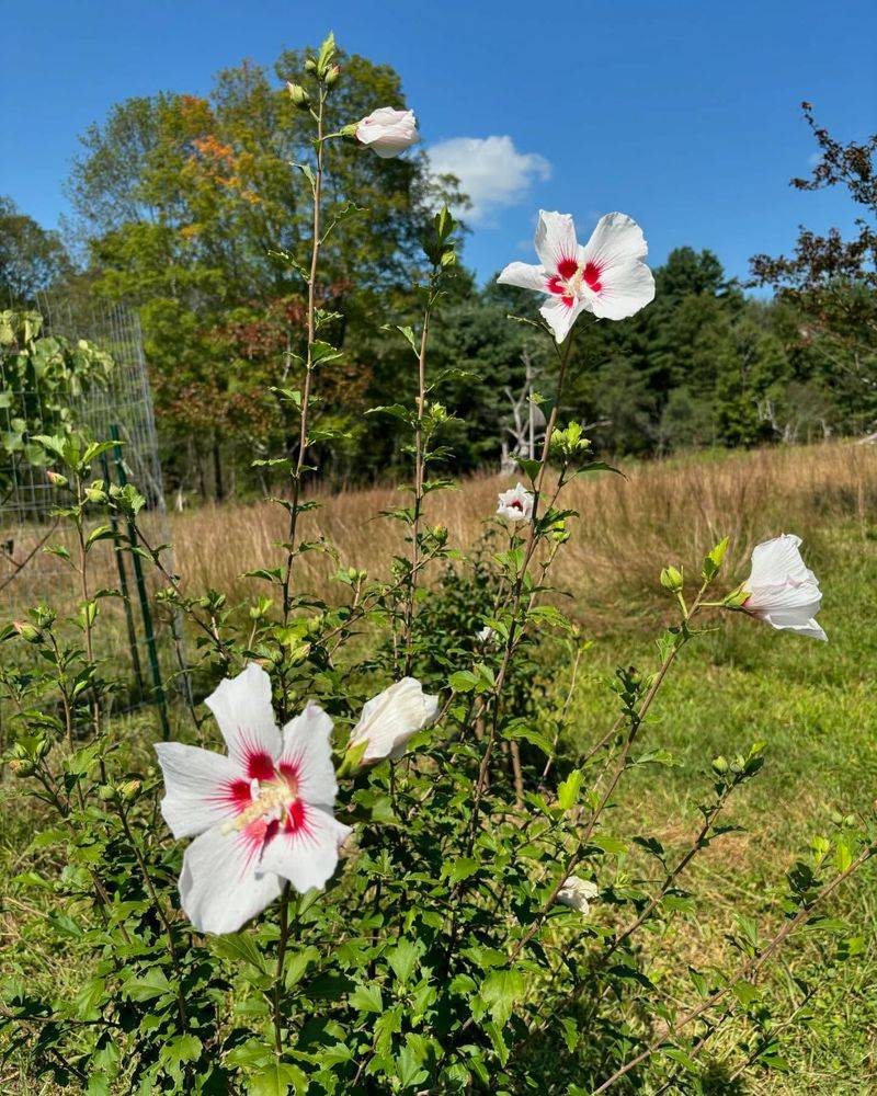 Rose Of Sharon
