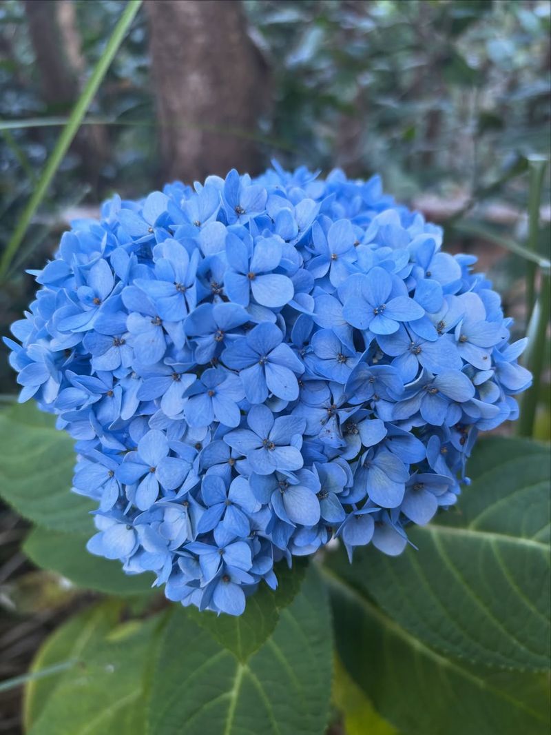 Hydrangea With Big Show-Stopping Blooms