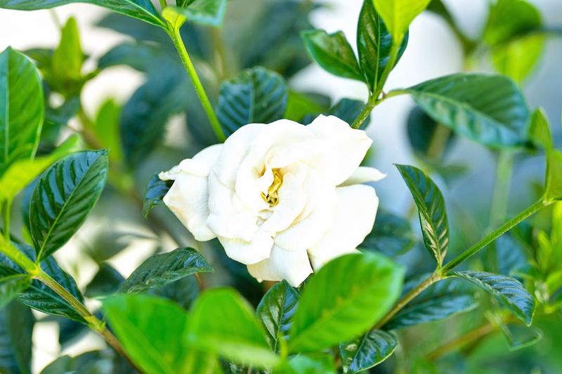 Gardenia Filling Yards With Sweet Fragrance