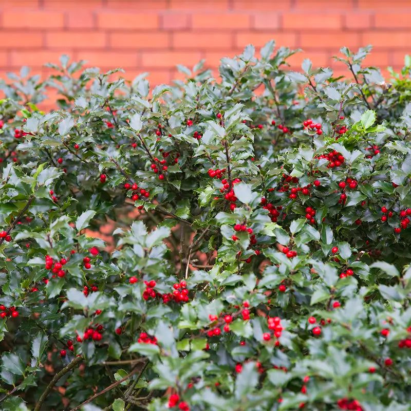 Holly Provides Evergreen Leaves And Winter Interest