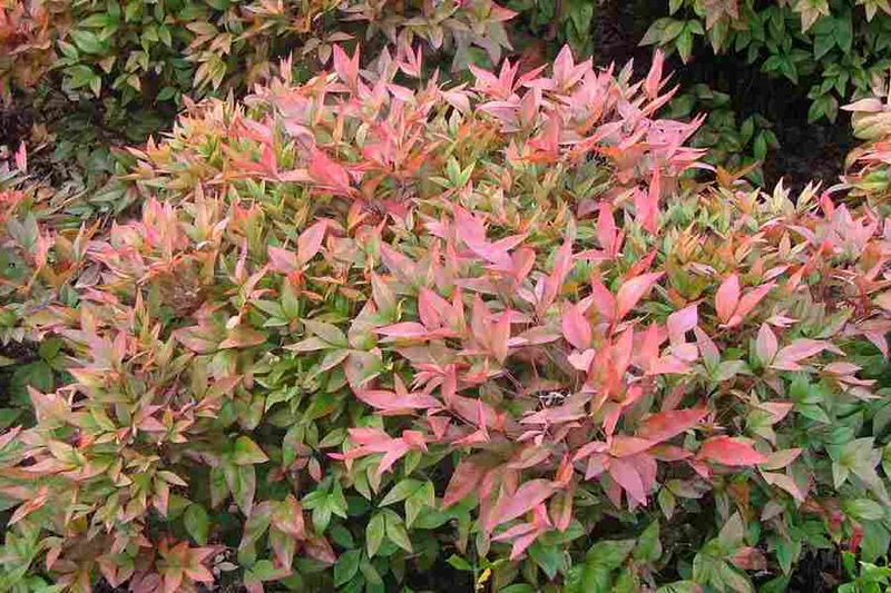 Nandina (Nandina domestica)